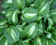 Varigated-Hosta-Lilies
